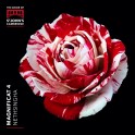 Magnificat 4 / Andrew Nethsingha